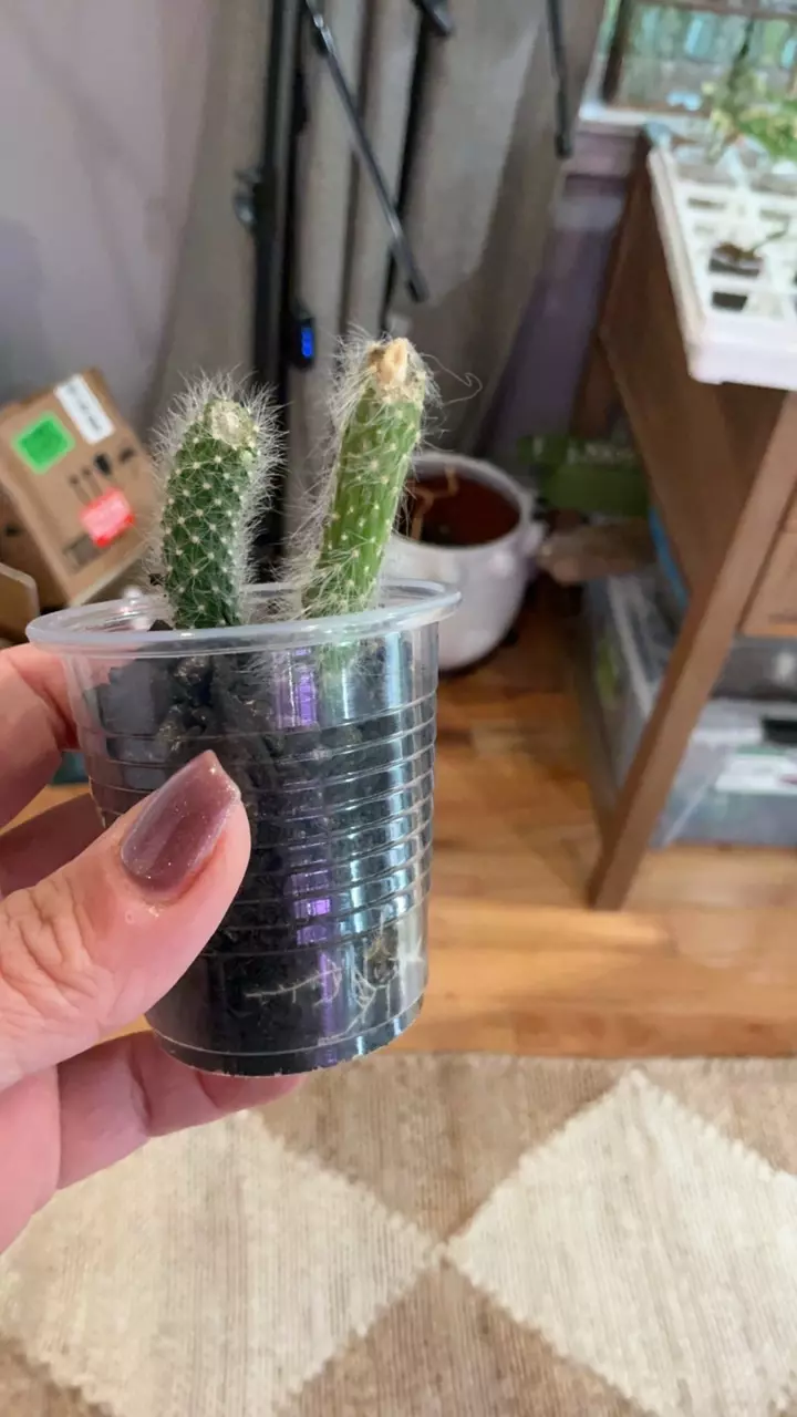 plant/Monkey Tail Cactus-0