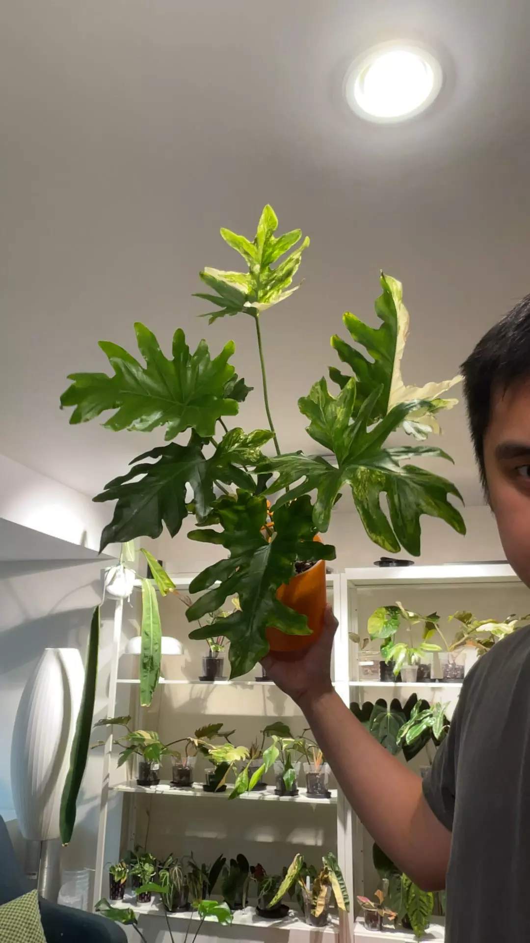 plant/(SVA4) - T. Bipinnatifidum 'Variegated'-0