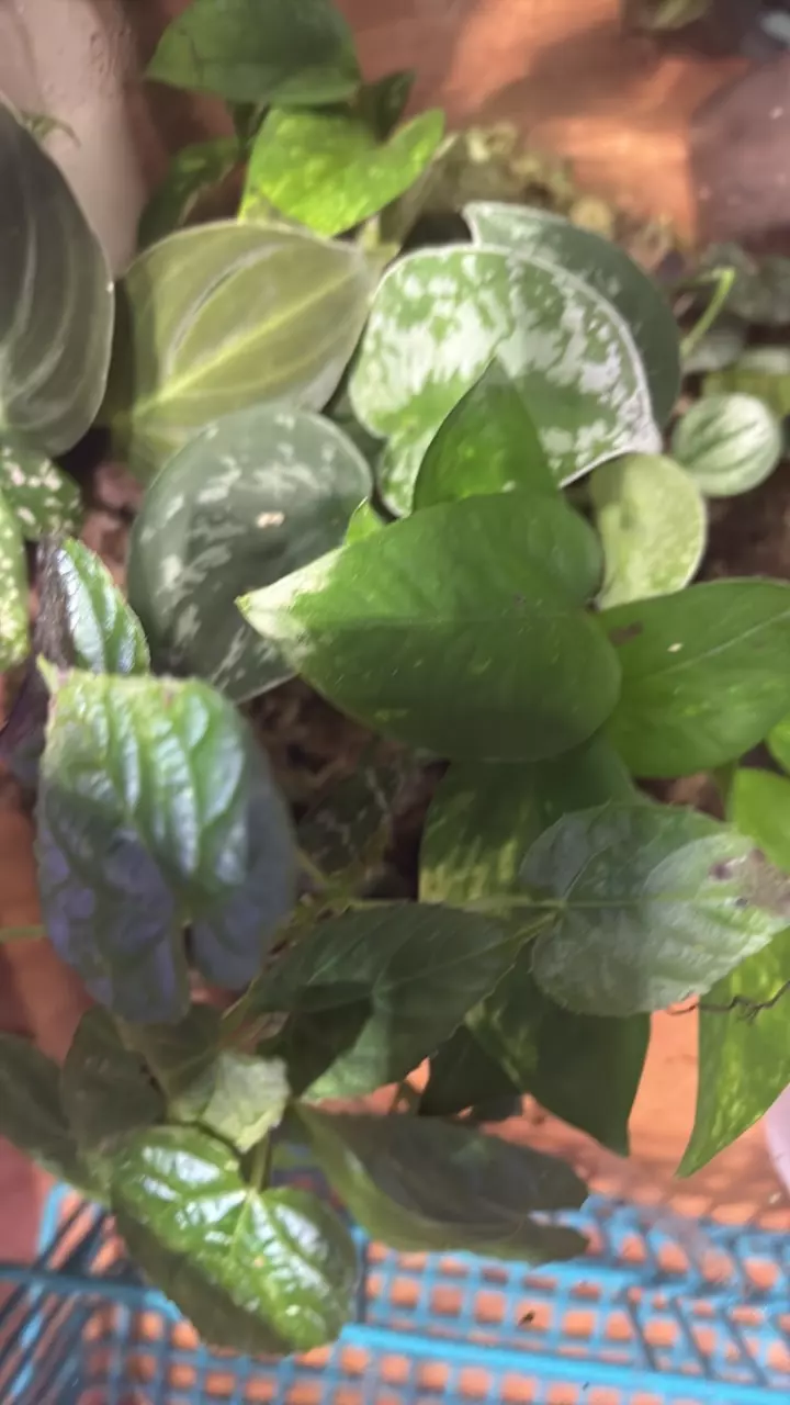 plant/surprise me cuttings box #1-0