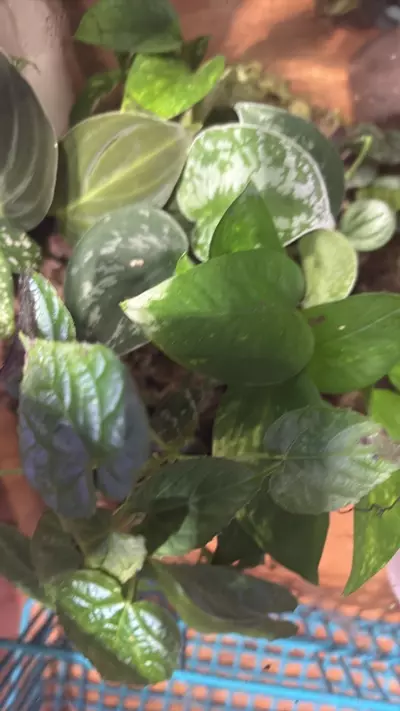 plant/surprise me cuttings box #1-0-thumbnail