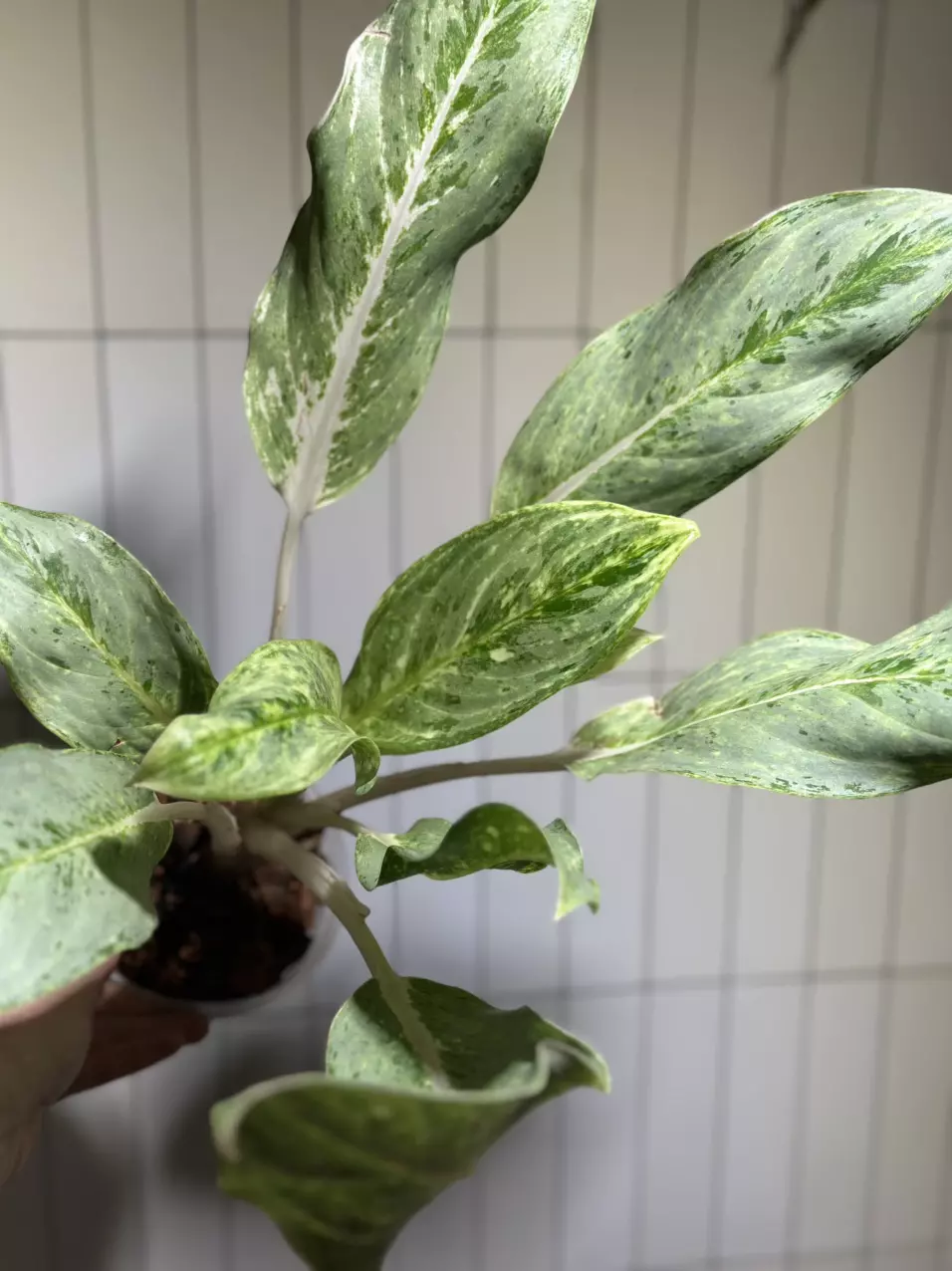 plant/White Romance Aglaonema-0