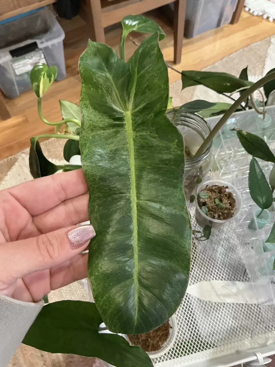 plant/Paraiso Verde-0