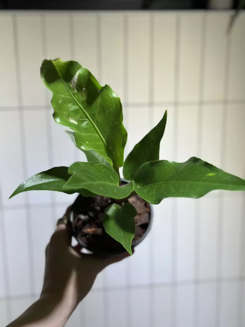 plant/Variegated Bird’s Nest Anthurium-0