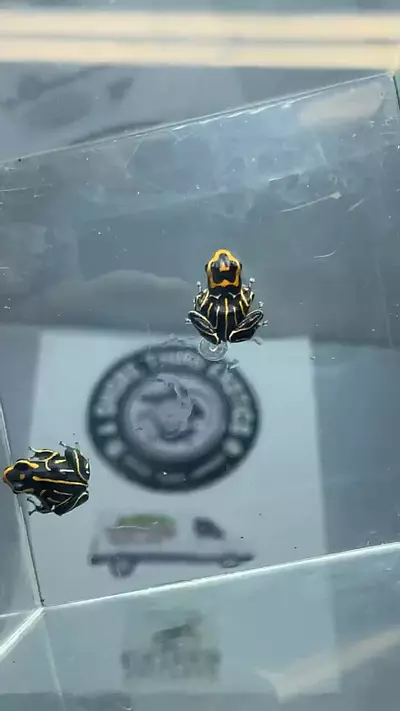 plant/R summersii ‘reticulated 2 lot-0-thumbnail