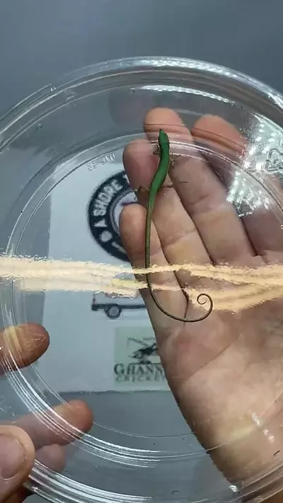 plant/Emerald grass lizard subadult male-0-thumbnail