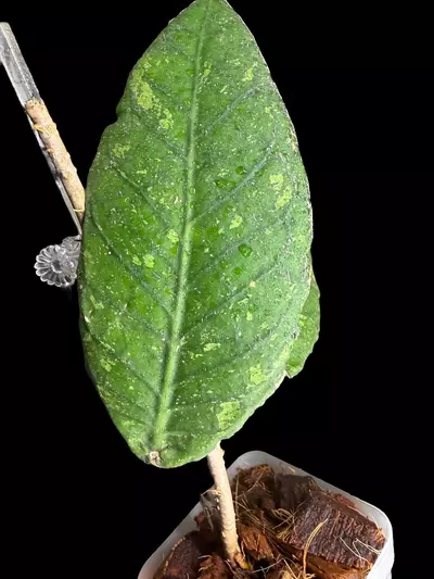 plant/Aceh Rhino-1-thumbnail