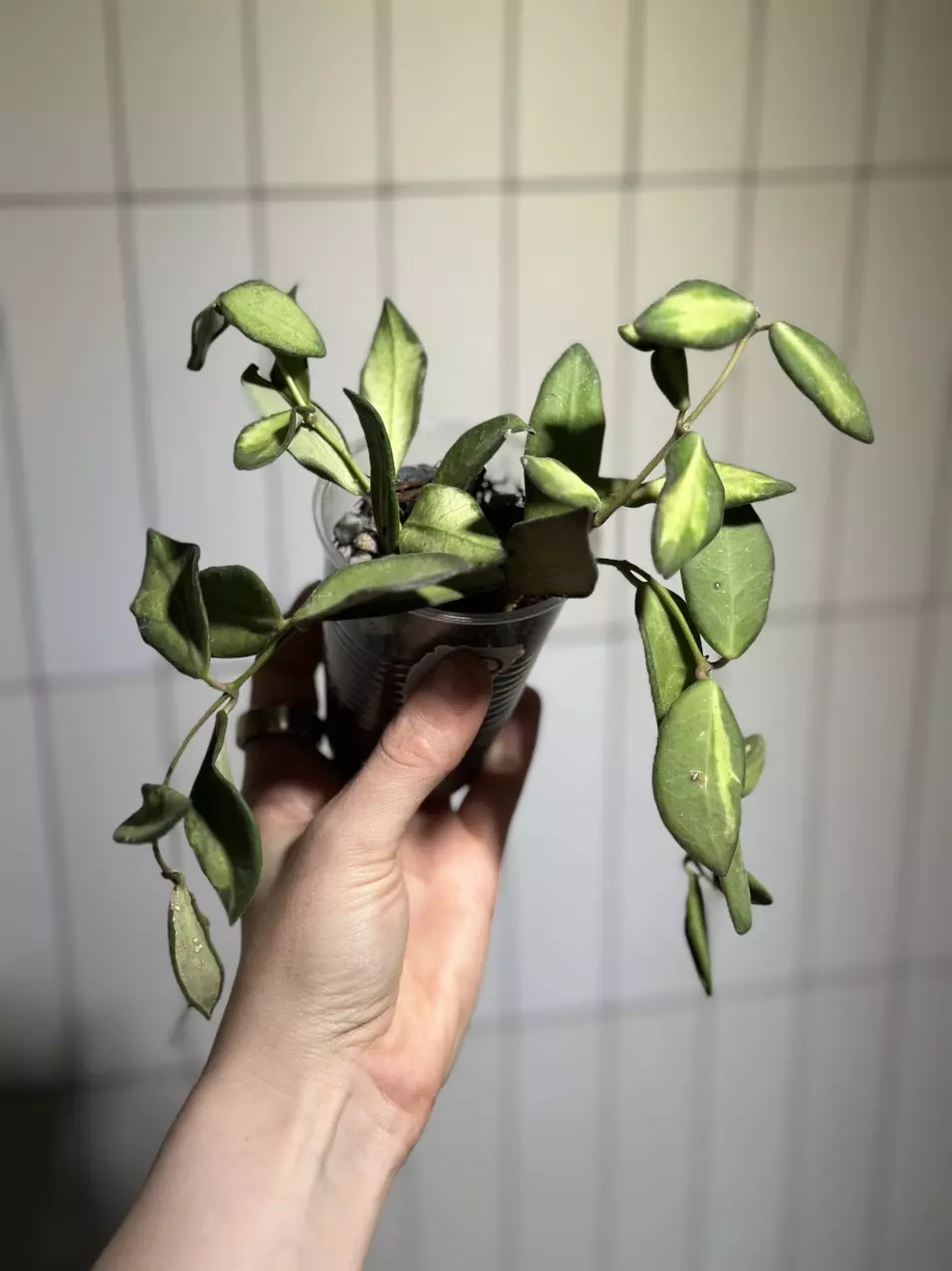 plant/Hoya burtoniae ds-70-0