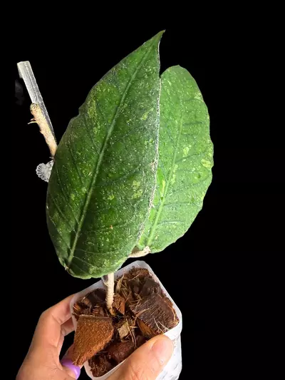 plant/Aceh Rhino-2-thumbnail