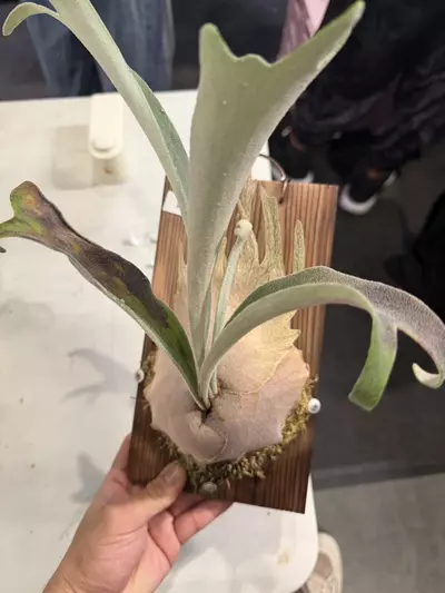 plant/P. AR Flame #52-0-thumbnail