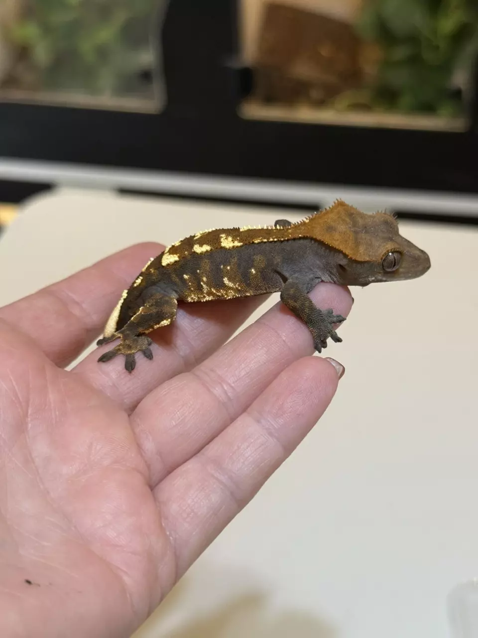 plant/24 - Cappuccino-0