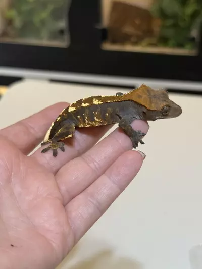 plant/24 - Cappuccino-0-thumbnail