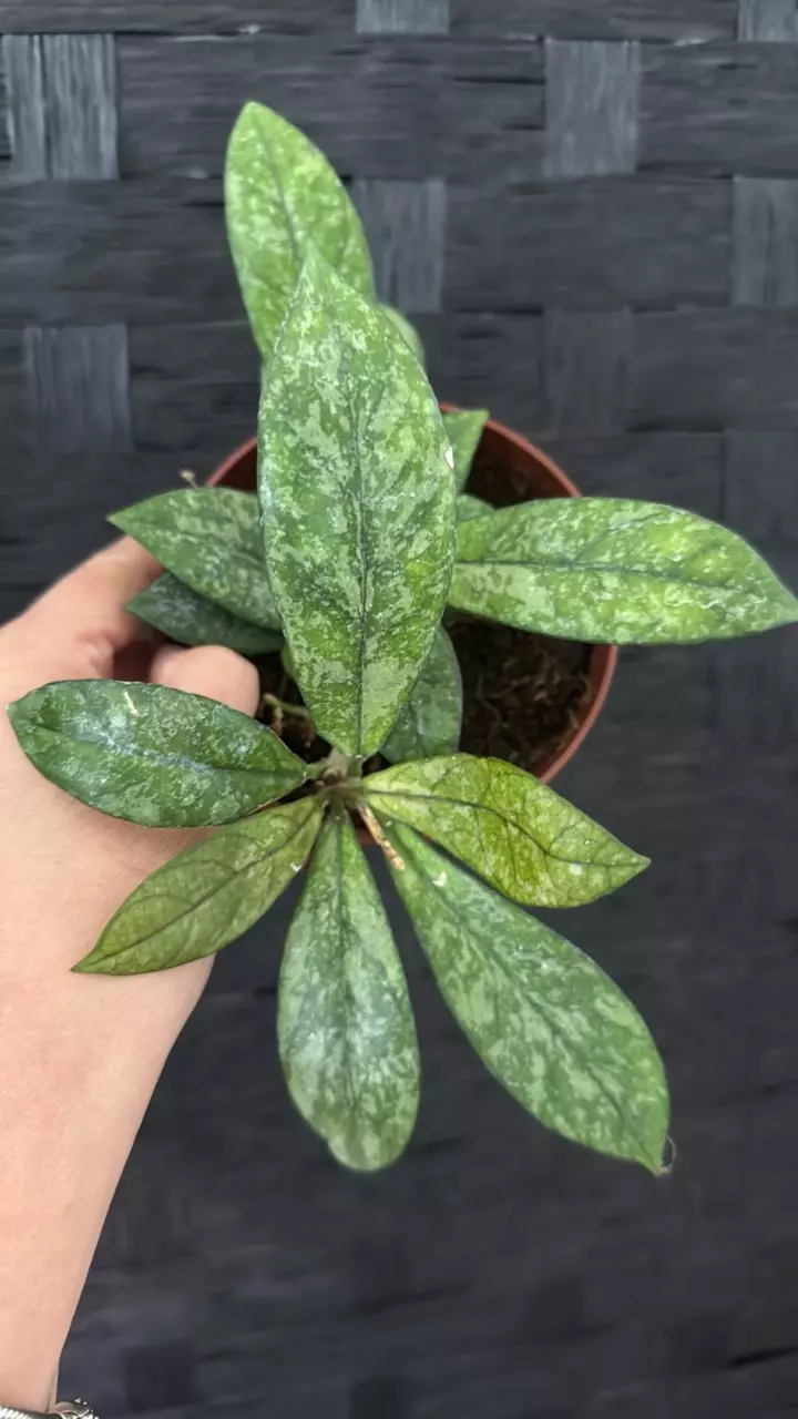 plant/HOYA CRASSIPETIOLATA SPLASH-0