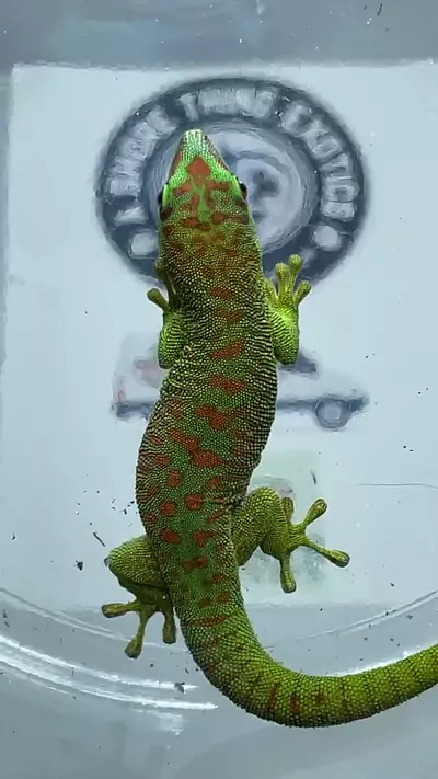 plant/grandis blue blood-0-thumbnail