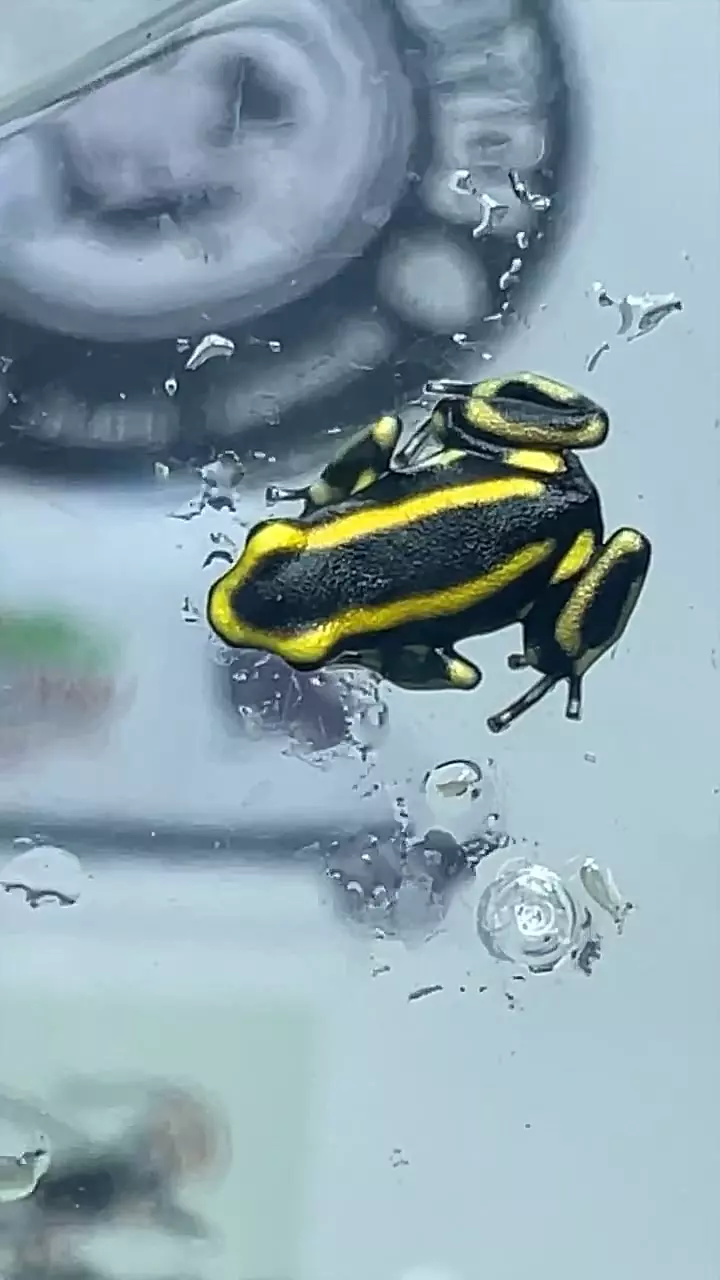 plant/Dendrobates truncatus 3 lot-0