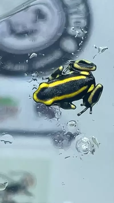 plant/Dendrobates truncatus 3 lot-0-thumbnail