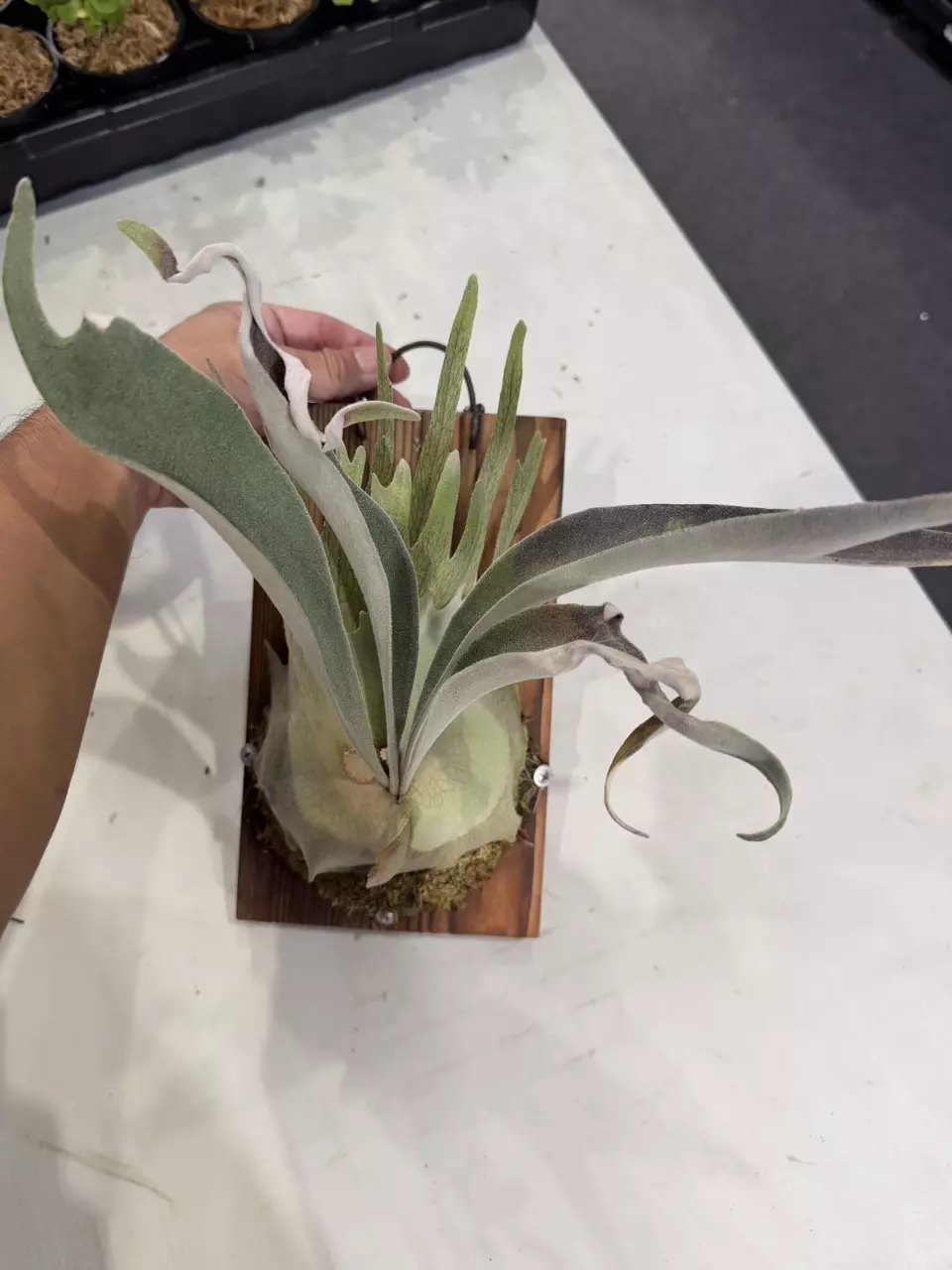 plant/P. AR Flame #50-0