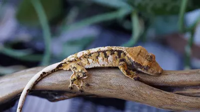 plant/18 - Tricolor Damini Click Bait-0-thumbnail