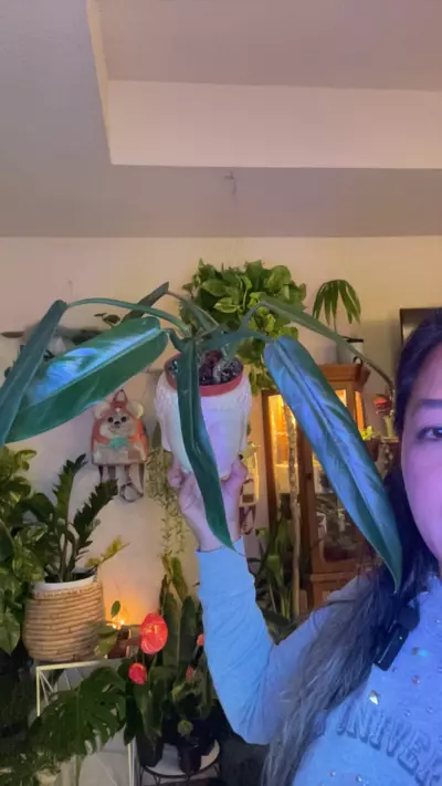 plant/Bicolor-0-thumbnail