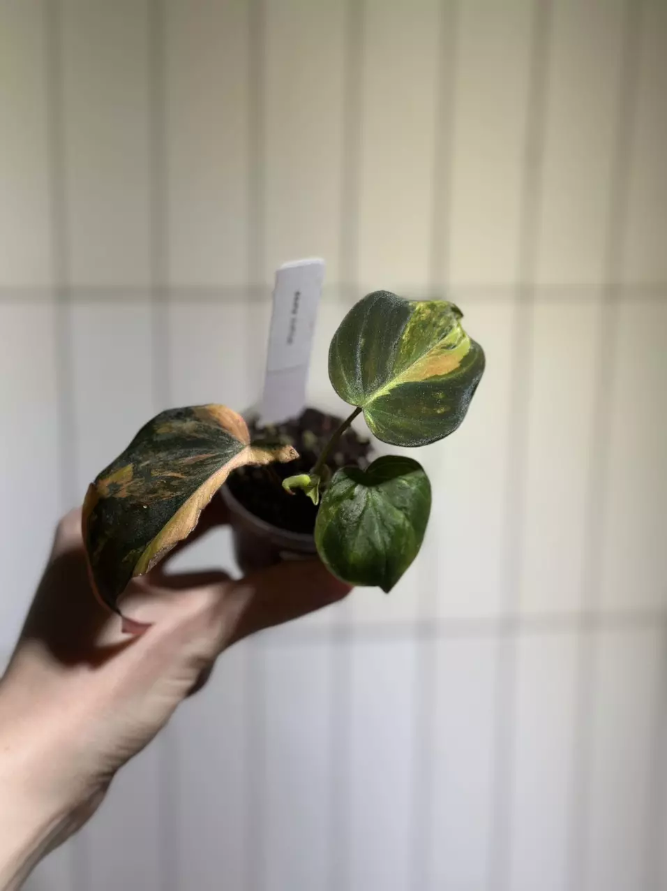 plant/Micans Aurea-0