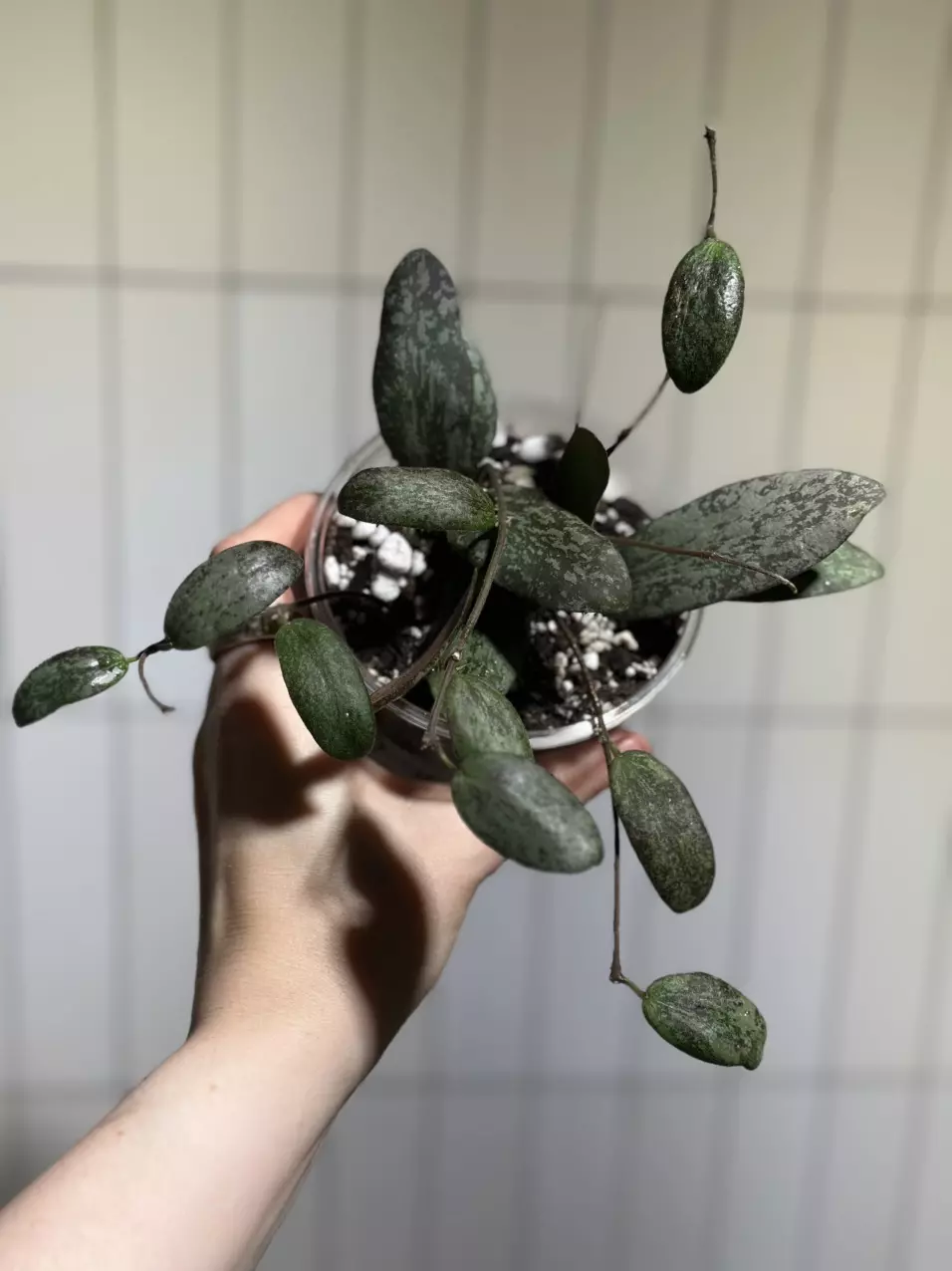 plant/Hoya sigilatis-0