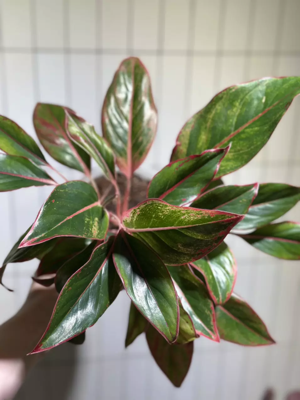 plant/Red Siam Aglaonema-0