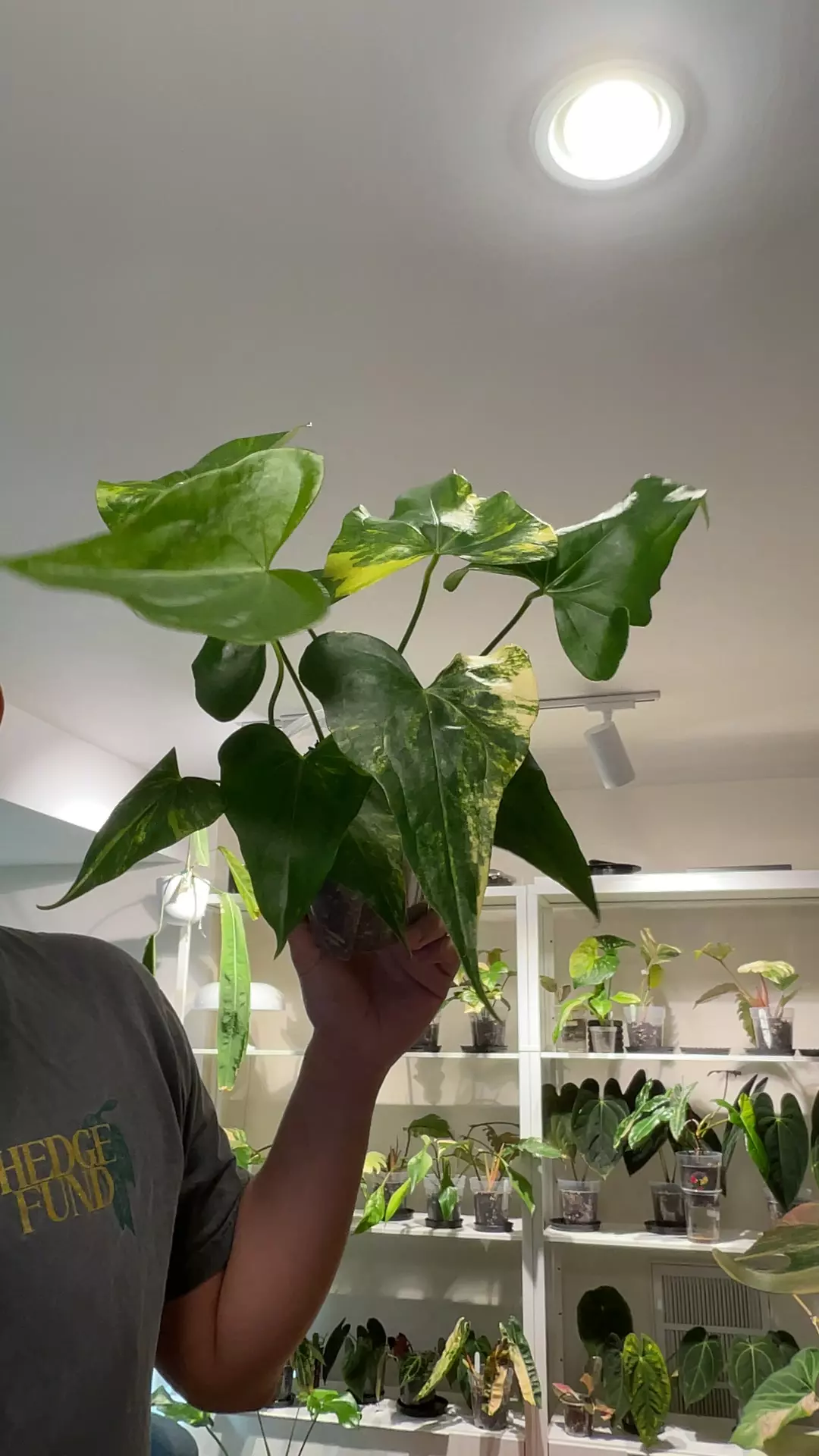 plant/a. pterodactyl var-0