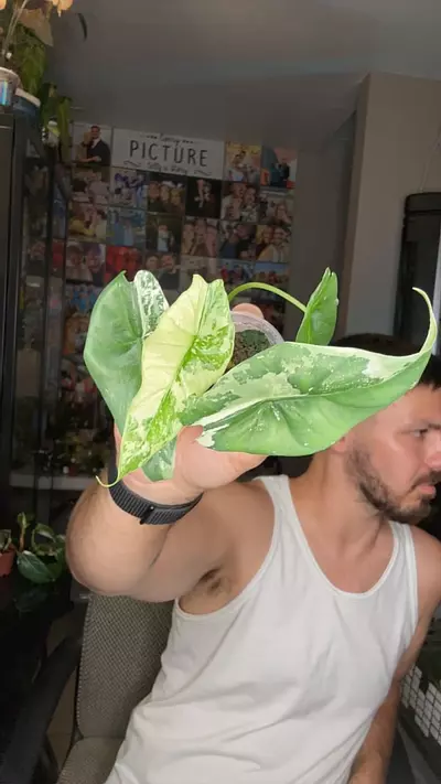 plant/A. simpo albo-3-thumbnail