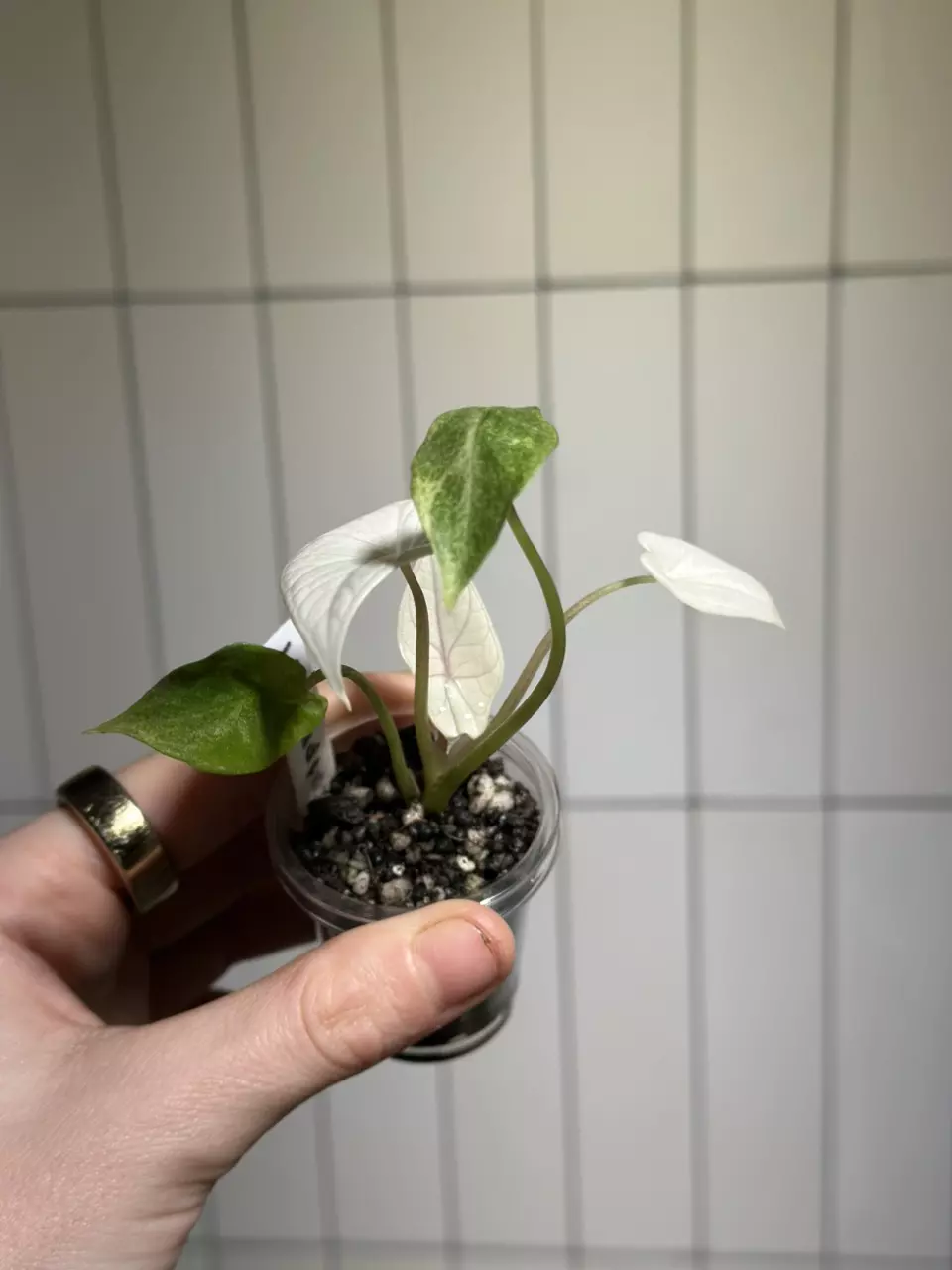 plant/Scalprum mint-0