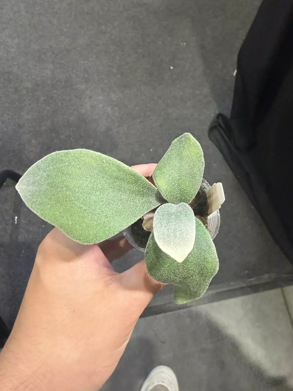 plant/P. AR Flame Small-0