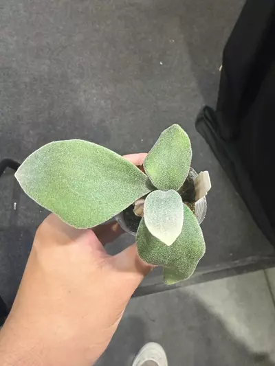 plant/P. AR Flame Small-0-thumbnail