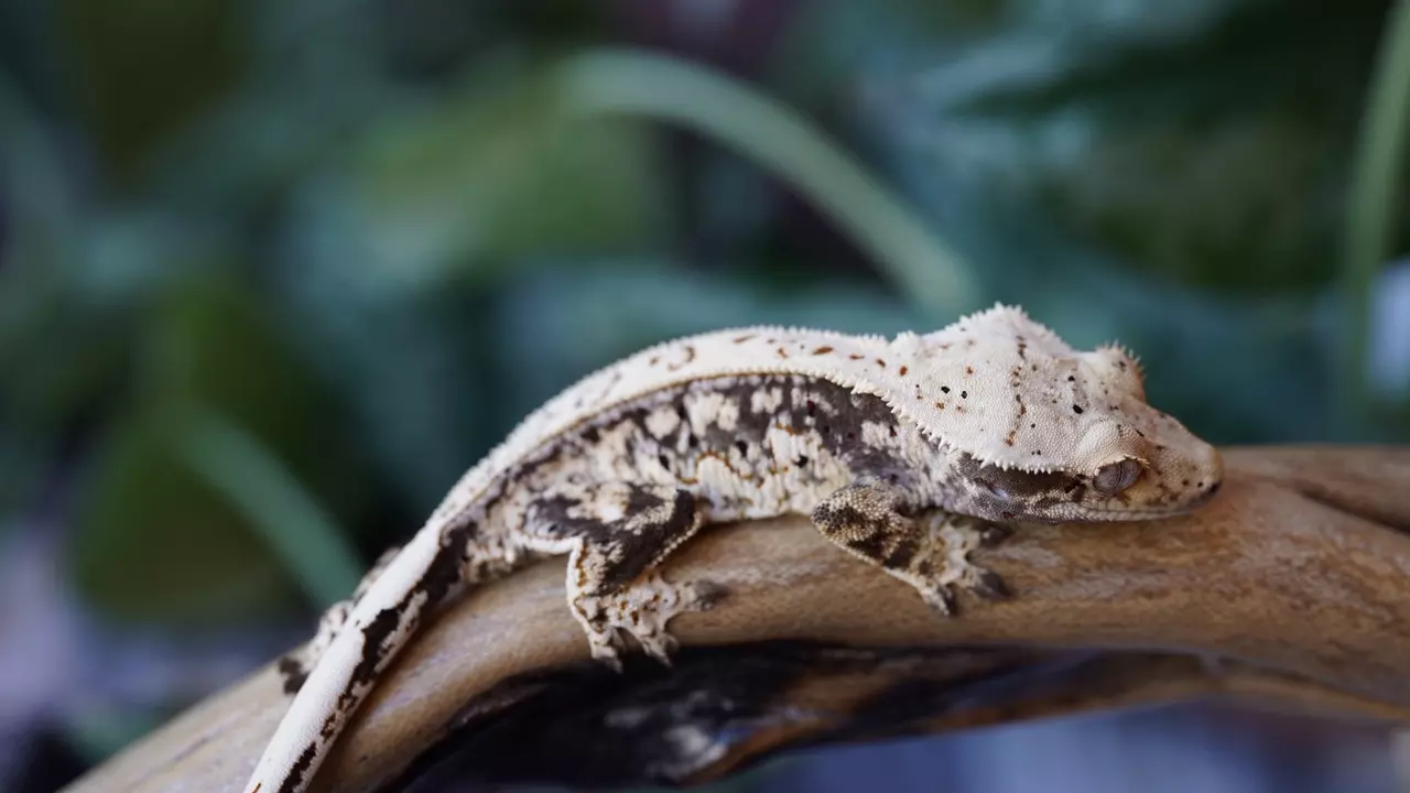 plant/22 - Chaos Tricolor Spotty Pin-0