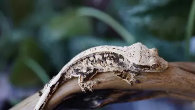 plant/22 - Chaos Tricolor Spotty Pin-0-thumbnail