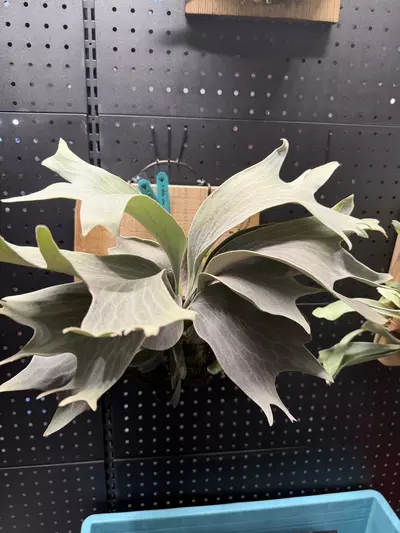 plant/P. White Wing No1 Pup-0-thumbnail