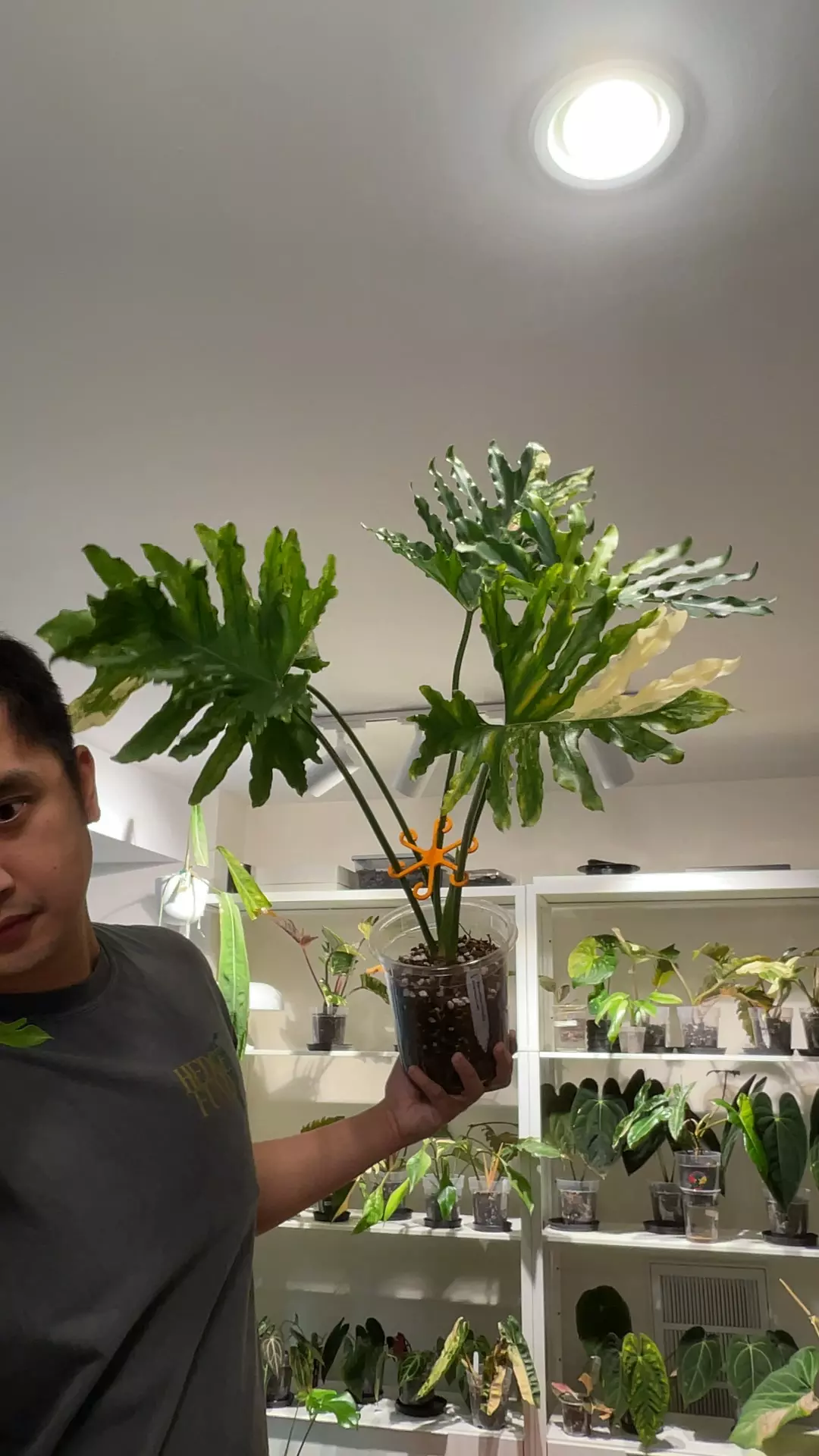 plant/(BZP2) - T. Bipinnatifidum 'Variegated'-0