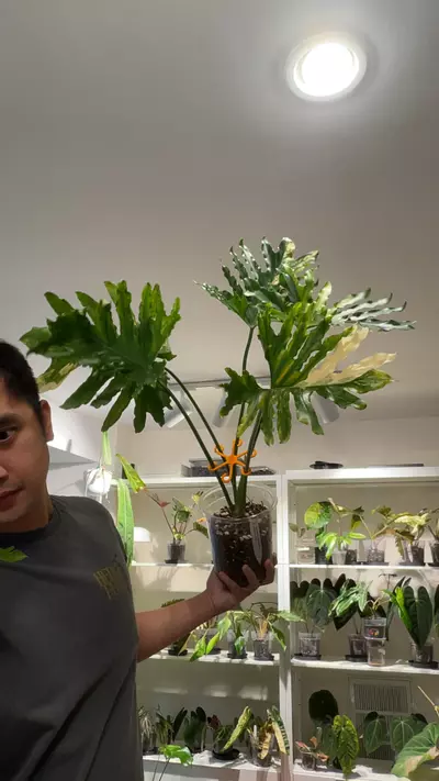 plant/(BZP2) - T. Bipinnatifidum 'Variegated'-0-thumbnail