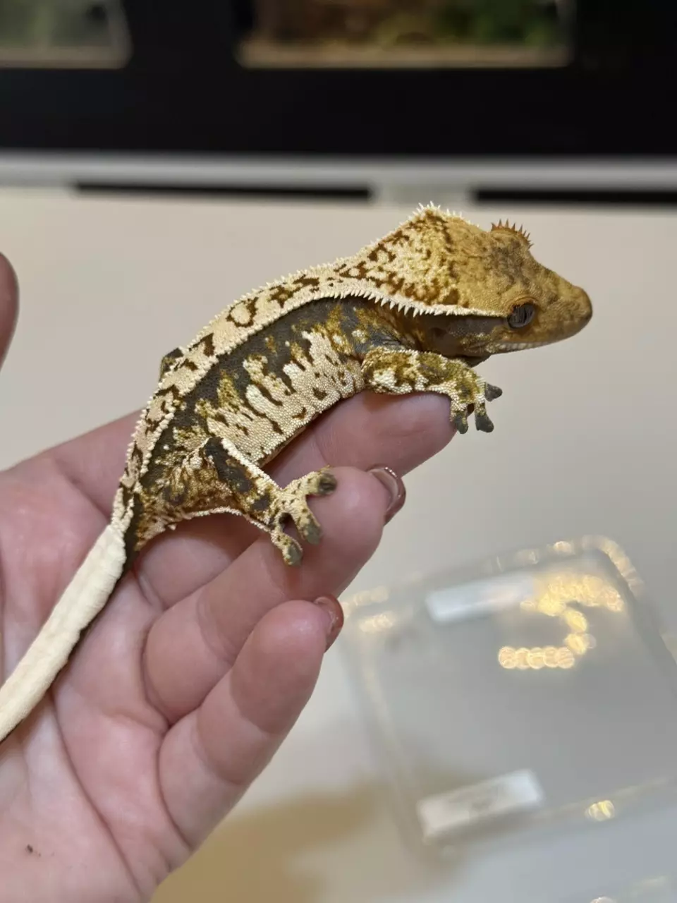 plant/23 - Extreme Tricolor Poss Female-0