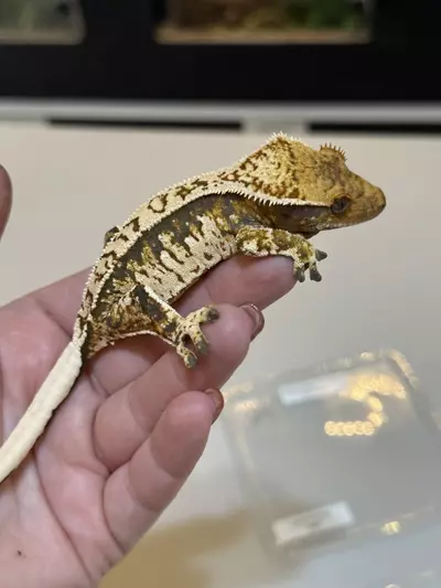 plant/23 - Extreme Tricolor Poss Female-0-thumbnail