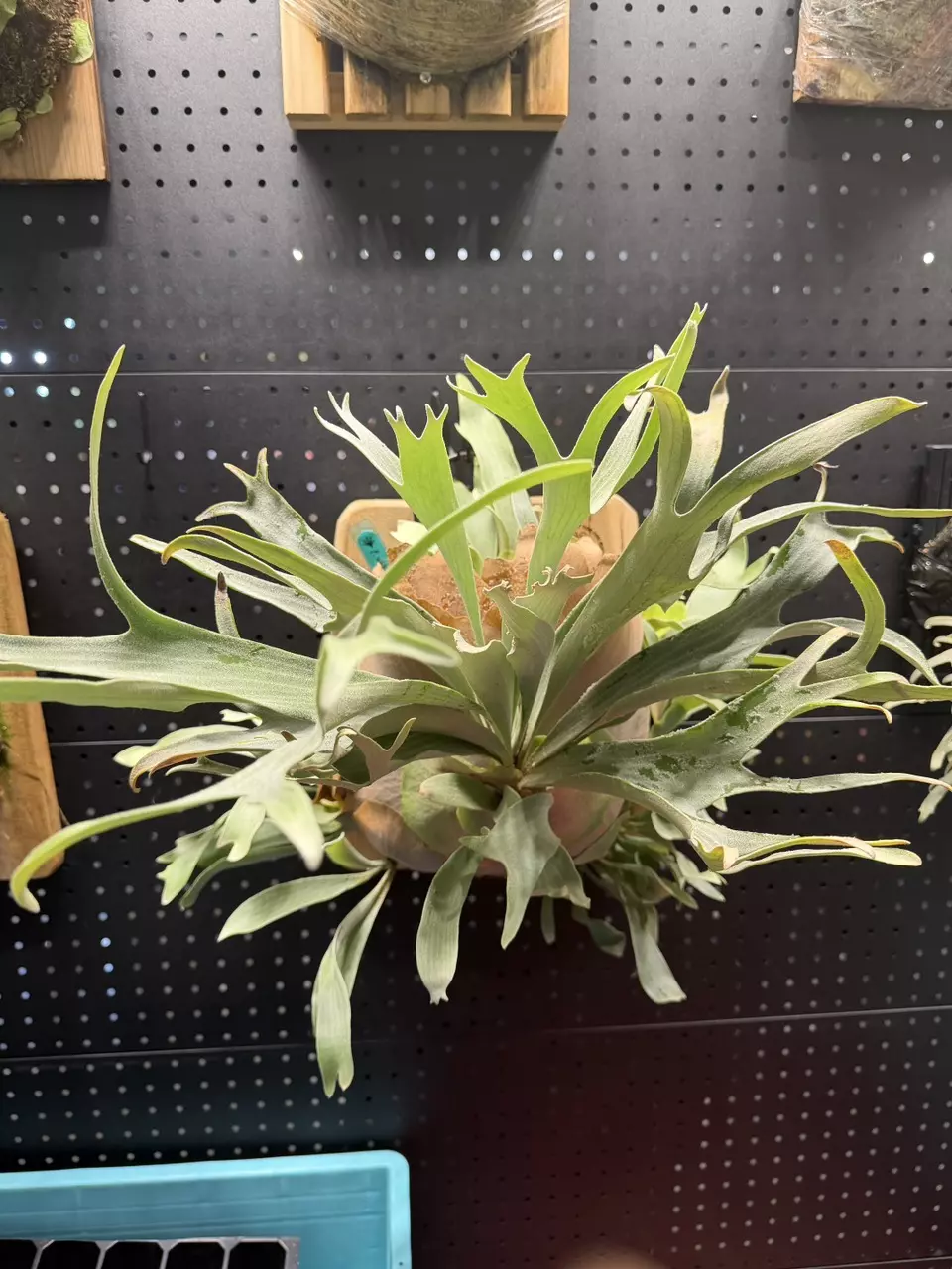 plant/P. White Wing No2 Sporeling Pup-0