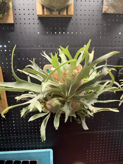 plant/P. White Wing No2 Sporeling Pup-0-thumbnail