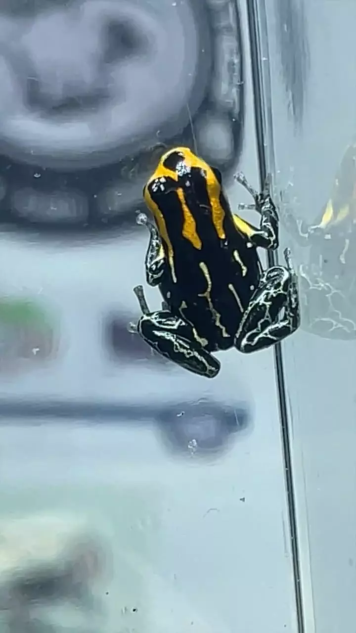 plant/R fantastic ‘lowland’ 2 lot-0