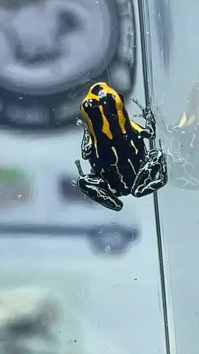 plant/R fantastic ‘lowland’ 2 lot-0-thumbnail