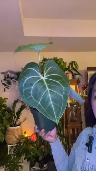 plant/Clari-0-thumbnail