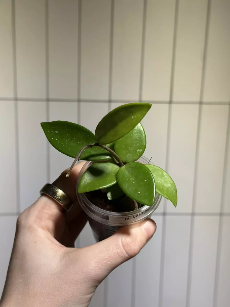 plant/Hoya Wilbur Graves x unknown-0