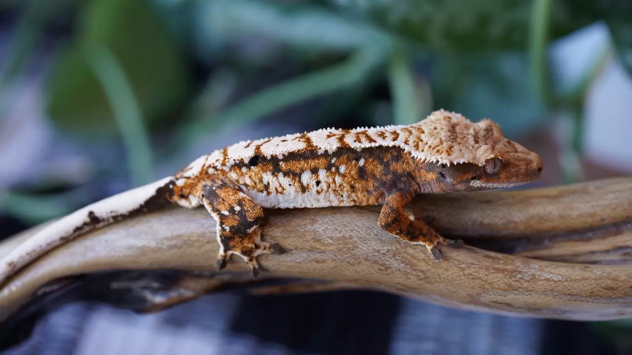 plant/20 - Tricolor Pin Koastle Click Bait-0