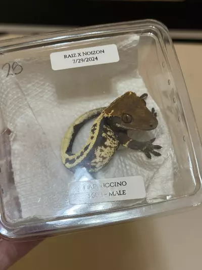 plant/25 - Cappuccino Male-0-thumbnail