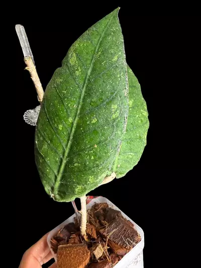 plant/Aceh Rhino-3-thumbnail