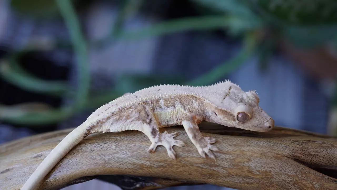 plant/19 - Yellow Lilly Small Talk Ibiza-0