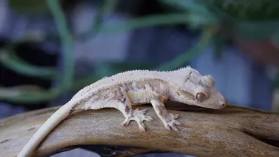 plant/19 - Yellow Lilly Small Talk Ibiza-0-thumbnail