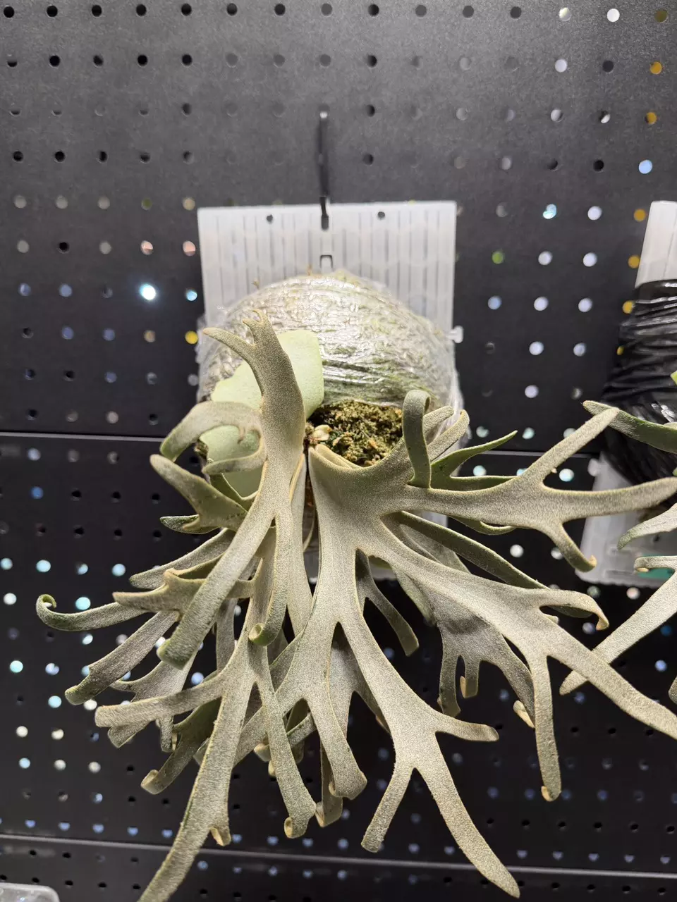 plant/P. Jenny No1 (2)-0