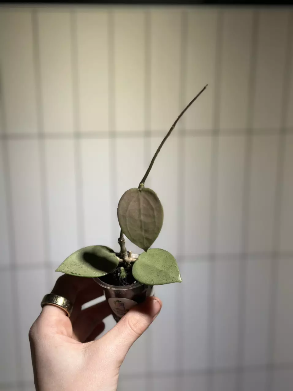 plant/Hoya verticillata (fka parasitica) Silver Heart-0